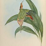 Малый колибри-отшельник / Phaethornis longuemareus