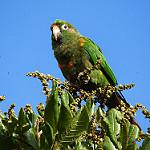 Santa Marta Parakeet / Pyrrhura viridicata