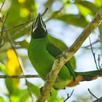 Black-throated Toucanet / Aulacorhynchus atrogularis