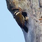 Fire-bellied Woodpecker / Chloropicus pyrrhogaster