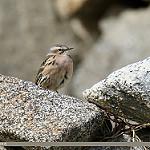 Rosy Pipit / Anthus roseatus