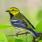 Black-throated Green Warbler / Setophaga virens