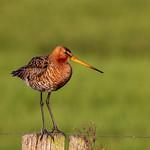 Большой веретенник / Limosa limosa