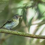 Buff-cheeked Tody-Flycatcher / Poecilotriccus senex
