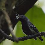 Белобокий муравьелов / Myrmotherula axillaris