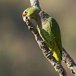 Лиловогрудый амазон / Amazona vinacea