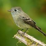 Тёмный мухолов / Empidonax oberholseri