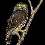 Андаманская иглоногая сова / Ninox affinis