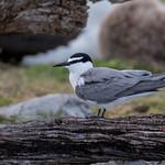 Очковая крачка / Onychoprion lunatus
