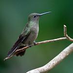 Sombre Hummingbird / Eupetomena cirrochloris