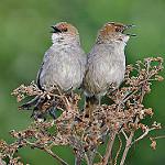 Hunter's Cisticola / Cisticola hunteri