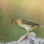 Иберийская теньковка / Phylloscopus ibericus