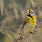 Dickcissel / Spiza americana