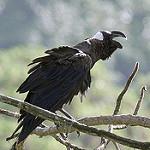 Толстоклювый ворон / Corvus crassirostris