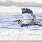 Южноамериканская цапля / Ardea cocoi