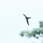 Grey-rumped Swiftlet / Collocalia marginata