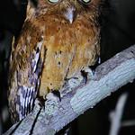 Сококская сплюшка / Otus ireneae