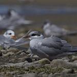 Black-fronted Tern / Chlidonias albostriatus