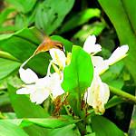 Dusky-throated Hermit / Phaethornis squalidus