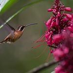 White-browed Hermit / Phaethornis stuarti