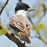 Черноголовый бекард / Xenopsaris albinucha