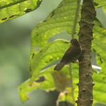 Red-fronted Antpecker / Parmoptila rubrifrons