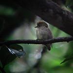 Крошечный сальтарин / Tyranneutes virescens
