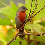 Серобокий просяночник / Sporophila castaneiventris