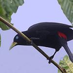 Центральноамериканский кассик / Cacicus microrhynchus