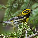 Townsend's Warbler / Setophaga townsendi