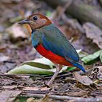 Сулавесская питта / Erythropitta celebensis