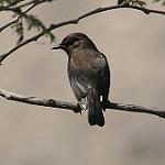 Огненный мухолов / Pyrocephalus obscurus