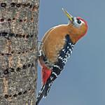 Rufous-bellied Woodpecker / Dendrocopos hyperythrus