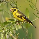 Yellow-breasted Greenfinch / Chloris spinoides