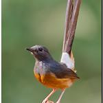 White-rumped Shama / Copsychus malabaricus