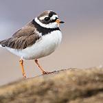 Галстучник / Charadrius hiaticula