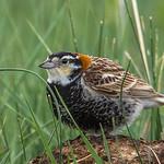 Украшенный подорожник / Calcarius ornatus