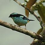 Blue-browed Tanager / Tangara cyanotis