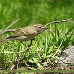 Зелёная пеночка / Phylloscopus trochiloides