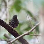 Scalloped Antbird / Myrmoderus ruficauda