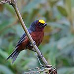 Плюшевоголов / Catamblyrhynchus diadema