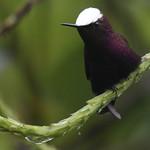 Snowcap / Microchera albocoronata