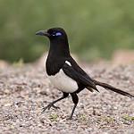 Магрибская сорока / Pica mauritanica