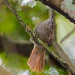 Scaled Spinetail / Cranioleuca muelleri