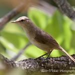 Henderson Reed Warbler / Acrocephalus taiti