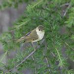 Sakhalin Leaf Warbler / Phylloscopus borealoides