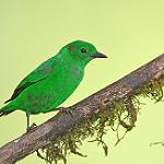 Glistening-green Tanager / Chlorochrysa phoenicotis