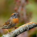 Rufous-breasted Accentor / Prunella strophiata