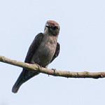 Ussher's Flycatcher / Artomyias ussheri