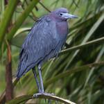 Малая голубая цапля / Egretta caerulea